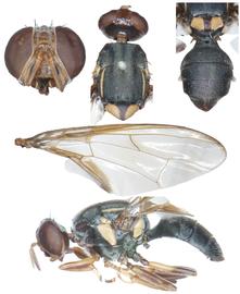 Photo plate of  B. atramentata .