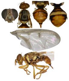  Photo plate of  B. curvipennis. 
