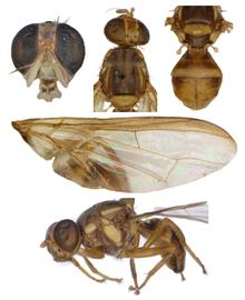  Photo plate of  B. hastigerina .
