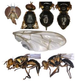  Photo plate of  B. melanotus .
