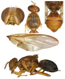  Photo plate of  B. melas .
