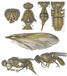  Photo plate of  B. minax .
