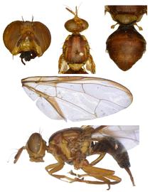  Photo plate of  B. mutabilis .

