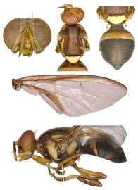  Photo plate of  B. neohumeralis .
