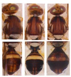  Photo plate showing scutum and abdomen pattern variation in  B. neohumeralis .
