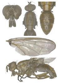  Photo plate of  B. neoxanthodes .
