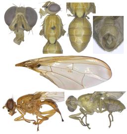  Photo plate of  B. paraxanthodes .
