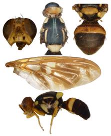  Photo plate of  B. speculifer .
