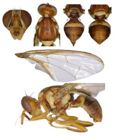  Photo plate of  B. tryoni .
