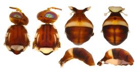  Photo plate showing variation in scutum and abdomen pattern of  B. tryoni .
