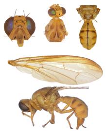  Photo plate of  B. tsuneonis .
