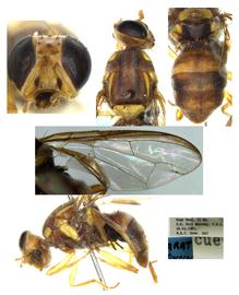  Photo plate of  B. ustulata .
