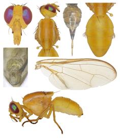  Photo plate of  B. xanthodes .
