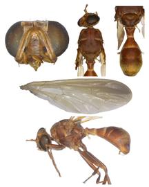  Photo plate of  D. axanus .

