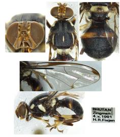  Photo plate of  Z. assamensis .
