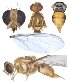  Photo plate of  Z. atrisetosus .

