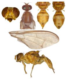  Photo plate of  Z. cucumis .
