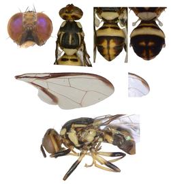  Photo plate of  Z. diaphorus. 
