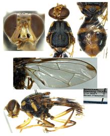  Photo plate of  Z. dorsirufus .
