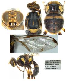  Photo plate of  Z. freidbergi .
