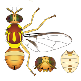 Scientific illustration of  Z. cucumis .