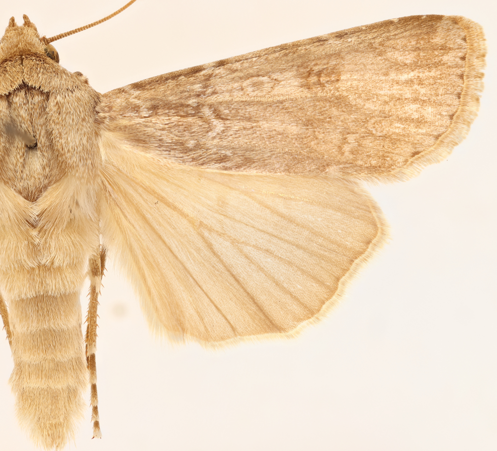 <em>Agrotis crinigera</em> was once one of the most common native moths in Hawaiʻi. It is now extinct.