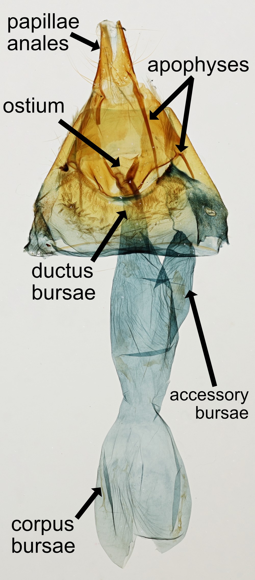 Female genitalia of a noctuid moth, major structures labeled