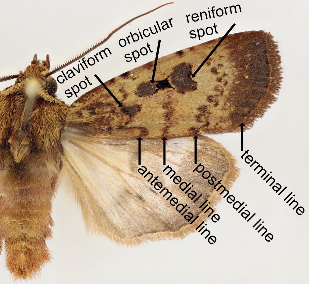 Forewing terminology of a typical noctuid