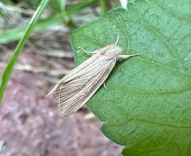  Acrapex  sp., live adult. Photo courtesy of Camiel Doorenweerd. 
