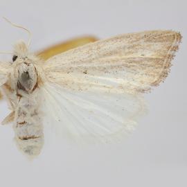  Acrapex examinis , adult female