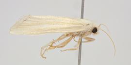  Acrapex mischus , adult female