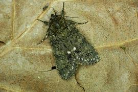  Acronicta rumicis , adult. Photo courtesy of Michal Brzezinski.