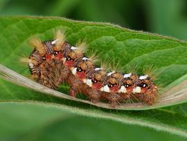  Acronicta rumicis , larva. Photo courtesy of Slawomir Pietrzyk.