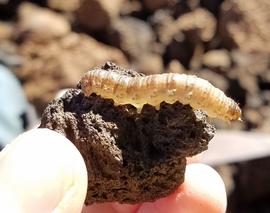  Agrotis kuamauna , larva. Photo by Jessica Kirkpatrick, used with permission.