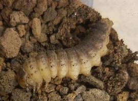 Agrotis kuamauna , prepupal larva. Photo by Jessica Kirkpatrick, used with permission.