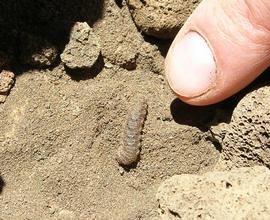  Agrotis kuamauna , larva. Photo by Jesse Eiben, used with permission.