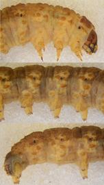  Agrotis   dislocata , larva. Top: Head, thorax, A1. Middle: A3–5. Bottom: A6–10