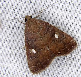  Amyna axis , adult. Photo courtesy of Andrew Parker.