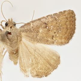  Amyna natalis , adult female
