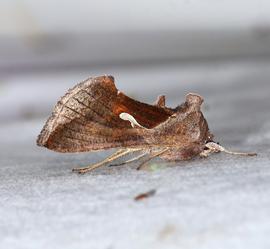  Anagrapha falcifera , adult. Photo courtesy of Jeanette Jaskula.