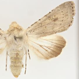  Anarta decepta , adult female