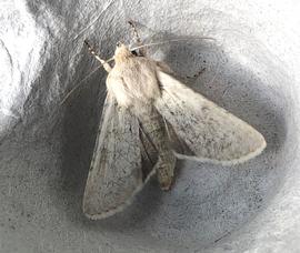  Anarta edwardsii , adult. Photo courtesy of Thane Pratt. 
