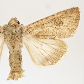  Anarta trifolii , adult male