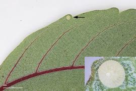  Arcte coerula , egg on mamaki ( Pipturus albidus ) leaf. Photo courtesy of Michelle Au.