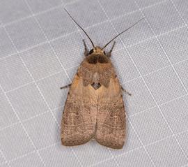  Athetis thoracica , live adult. Photo courtesy of Zach Pezzillo.
