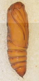  Athetis thoracica , pupa