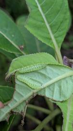  Aumakua omaomao , larvae on host plant. Photo courtesy of Susan M. Deans. 