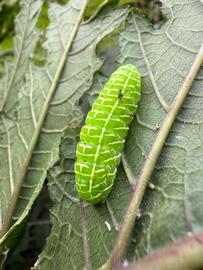  Aumakua omaomao , larva on  Cyanea duvalliorum . Photo courtesy of Zach Pezzillo.