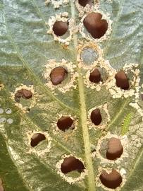  Aumakua omaomao , larval feeding damage on host plant. Photo courtesy of Edwin Millard. 