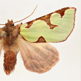  Aumakua omaomao , adult male
